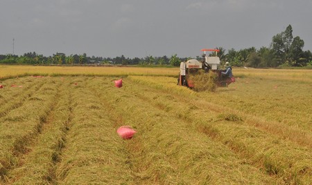 Tìm hiểu quy trình canh tác lúa là một trong những chương trình hấp dẫn khách quốc tế.