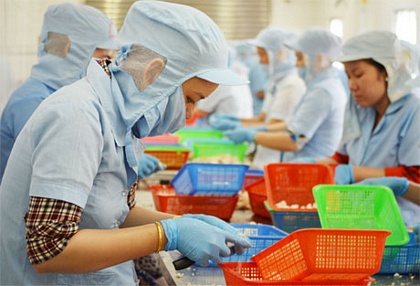 Sơ chế ghẹ đông lạnh xuất khẩu tại cơ sở của cô Trần Thị Mộng Thu.