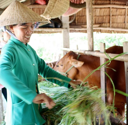 Mở rộng chăn nuôi bò giúp gia đình chị Sa Mươne có thêm nguồn thu.