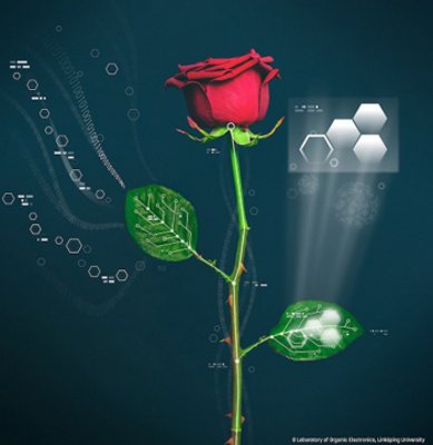 Hoa hồng với các mạch điện tử tự sắp xếp bên trong thân. Ảnh: Linköping University