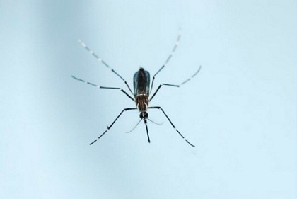 Loại muỗi aedes aegypti truyền virus Zika. Ảnh: Times.