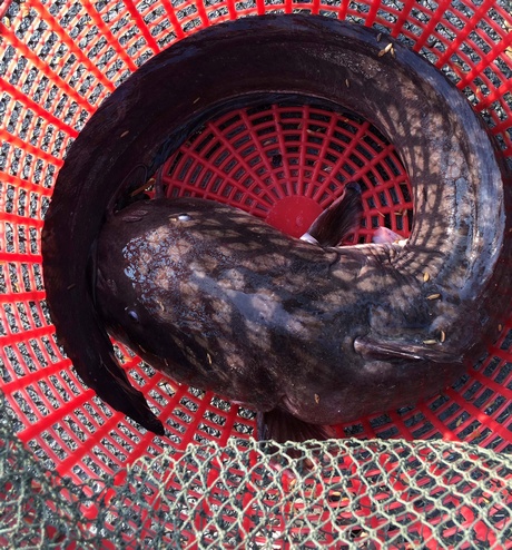 Con cá ngát nằm trọn trong một cái sọt lớn sau khi bắt lên bờ.