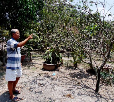 Một số cây ăn trái vườn nhà anh Việt dần chết khô vì thiếu nước tưới.