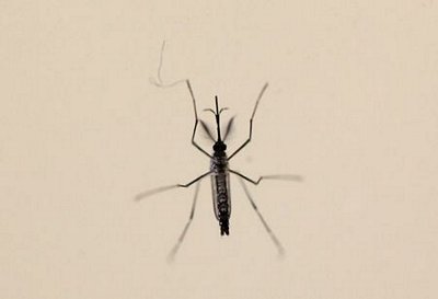 Muỗi Aedes aegypti được nghiên cứu tại phòng thí nghiệm của khoa côn trùng và sinh thái thuộc Trung tâm phòng chống bệnh ở San Juan ngày 6/3. Ảnh: Reuters