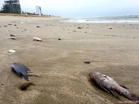 Cá chết trôi dạt vào bờ dọc bờ biển Nhật Lệ, tỉnh Quảng Bình. (Ảnh: laodong.com.vn)