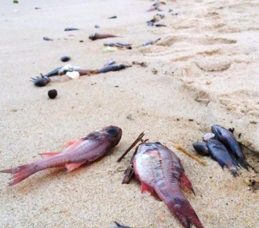 Bắt đầu từ ngày 10/4 Quảng Bình xuất hiện tình trạng cá chết hàng loạt trôi dạt về bờ biển. (Ảnh: Trần Anh).