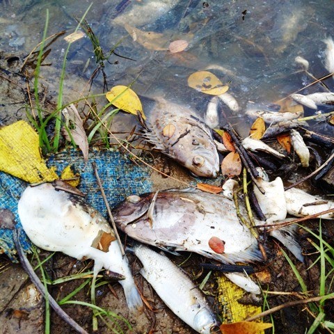 Tại Thừa Thiên - Huế cũng xuất hiện tính trạng cá chết hàng loạt trôi về phủ trắng bờ biển, cửa sông khiến nhiều người dân hoang mang.