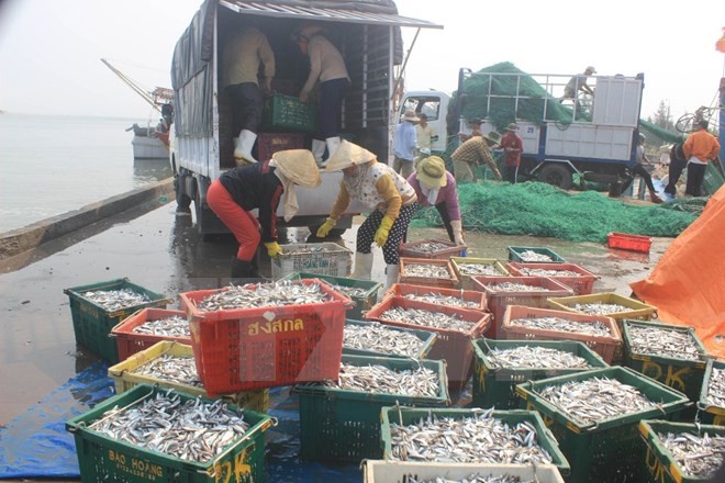 Đời sống người dân Quảng Trị lao đao vì cá chết hàng loạt ngoài bờ biển. (Nguồn ảnh: TTXVN)