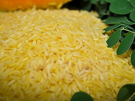 Viện nghiên cứu Lúa gạo Quốc tế (IRRI) vừa giới thiệu loại gạo biến đổi gen mới 