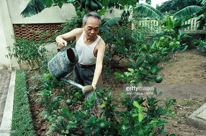 Đại tướng chăm sóc cây cối trong vườn nhà.