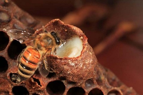 Có một thực tế, là các thợ săn ong tự nhiên không bao giờ lấy được sữa ong chúa.