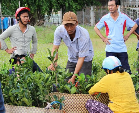Người dân An Phước chọn cây trồng cho hiệu quả kinh tế cao để phát triển vườn cây ăn trái của mình.
