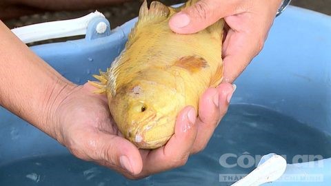 Cận cảnh con cá rô vàng - Ảnh: Hồng Nam