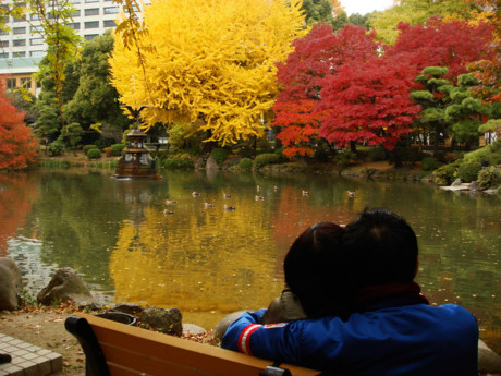 Công viên Hibiya nằm ở phía trước Cung điện Hoàng gia, có khoảng 3.100 cây với 51 loài. Một trong những điểm đẹp nhất trong công viên là hồ Shinji. 