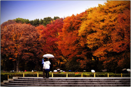Công viên Ueno là nơi được ghé thăm nhiều nhất ở Tokyo với các bảo tàng, đền thờ và các điểm tham quan ngoài trời. Những cây phong và bạch quả chuyển màu vào mùa thu khiến du khách ngất ngây.