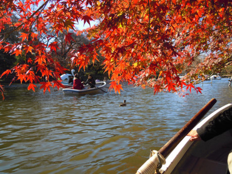 Công viên Inokashira có dịch vụ cho thuê thuyền để ngắm lá mùa thu. Hồ nước trong Công viên Inokashira được cho là bị nguyền rủa bởi nữ thần Ghen tuông.