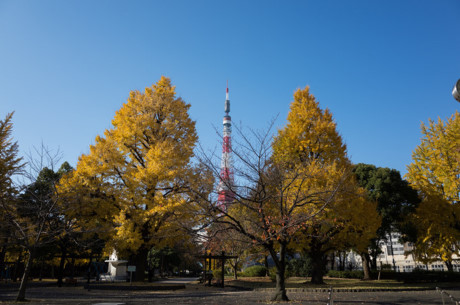 Shiba là một công viên nhỏ bên cạnh tháp Tokyo Tower, có diện tích khoảng 30 mẫu Anh, bao gồm cả khu vực Đền Zojoji. Công viên có cây phong và bạch quả chuyển màu khi thu đến.