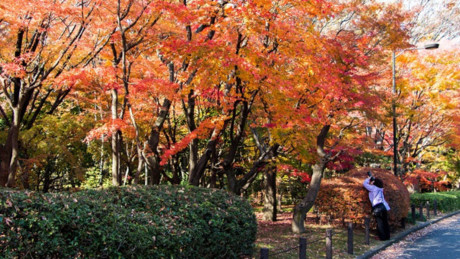 Kitanomaru là công viên nằm ở phía Bắc Hoàng cung Tokyo, được bao quanh bởi hào lớn. Có rất nhiều loại cây ở công viên khiến mùa thu nơi đây trở nên ngoạn mục.