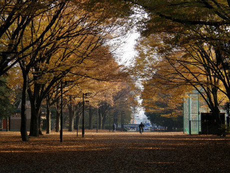 Công viên Kinuta có tới 11.200 cây xanh và thảm cỏ, nơi đây thay áo mới vào mùa thu tạo nên một khung cảnh nên thơ.