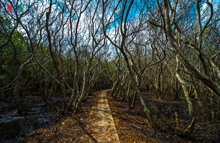 Khu rừng đặc biệt này có tên là Rú Chá bởi cây chá chiếm hơn 90% cây chá mọc tự nhiên. Có nhiều cây tuổi thọ hàng chục năm, có trái như quả tiêu và không ăn được.