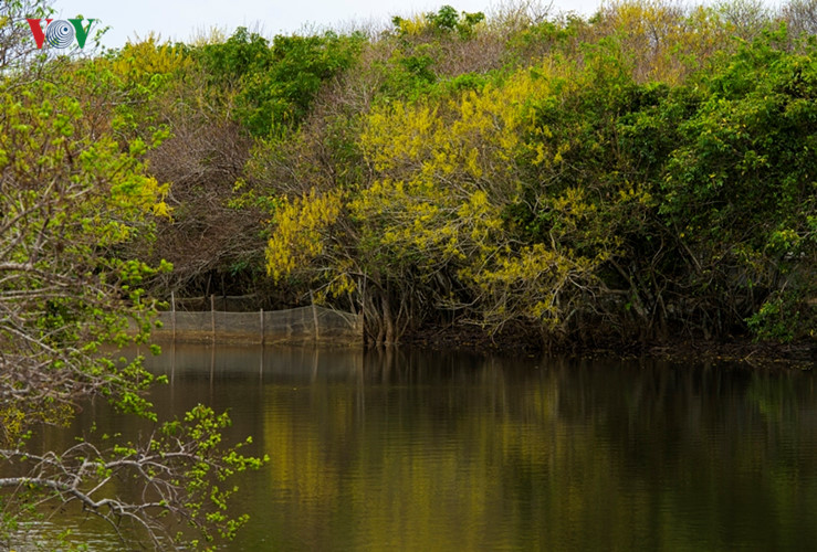  Xa xa là màu xanh của phá Tam Giang. Mây nước cây cối đã vẽ lên ở nơi đây một bức họa mùa thu vàng tuyệt đẹp.