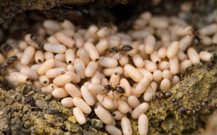 Trứng kiến - Người ta chỉ tìm loại kiến đen, to làm tổ trên các cành cây, vách núi cao; tránh các loại kiến sống dưới đất bởi chúng không sạch sẽ.