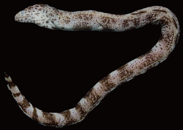 Hình dạng ngoài tiêu bản của loài Gymnothorax minor mã số FRLM 31626, chiều dài toàn thân 363.0 mm thu thập tại Nha Trang