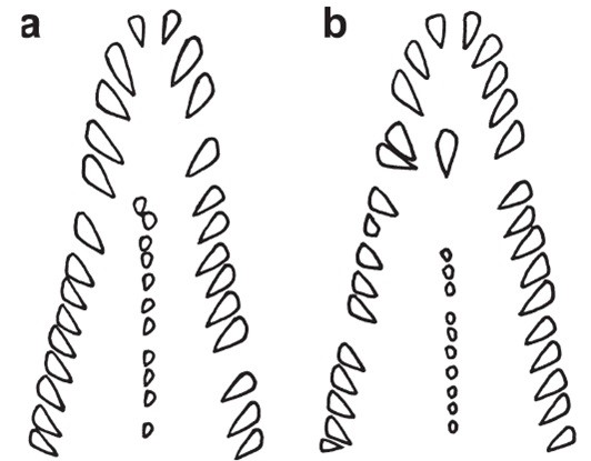Cấu tạo bộ răng và xương hàm của loài Gymnothorax minor: a. Con đực, b. Con cái