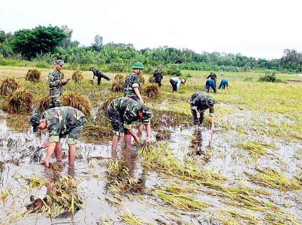 Cán bộ, chiến sĩ Đồn Biên phòng CKQT Sông Tiền giúp dân gặt lúa bị ngập úng