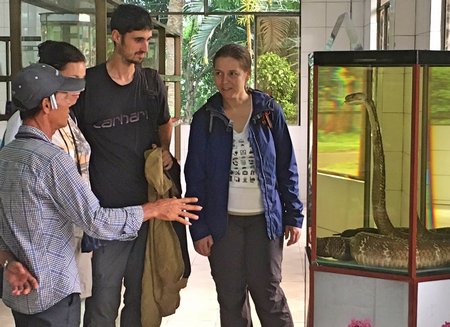Du khách nước ngoài thích thú với tiêu bản rắn hổ chúa (hổ mây) tại Bảo tàng của Trại rắn Đồng Tâm.