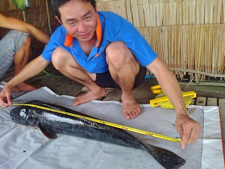 Anh Nguyễn Linh Em đang đo kích thước một con cá lóc bông dài 90cm, nặng khoảng 10kg.