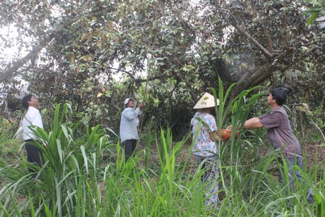 Một thành viên tổ làm thuê thu hái vú sữa tại vườn nhà bà Phộng. Bên cạnh là anh Bùi Thanh Sang (bìa phải) và anh Nguyễn Thế Phụng.