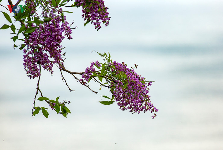 Là cây Sưa trắng nhưng hoa của loài này ở bán đảo Sơn Trà lại một màu tím ngắt.