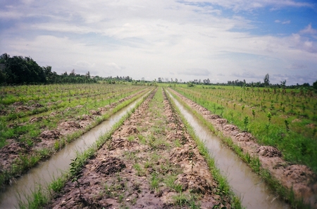 Cam sành trồng trên đất ruộng ở Trà Ôn.