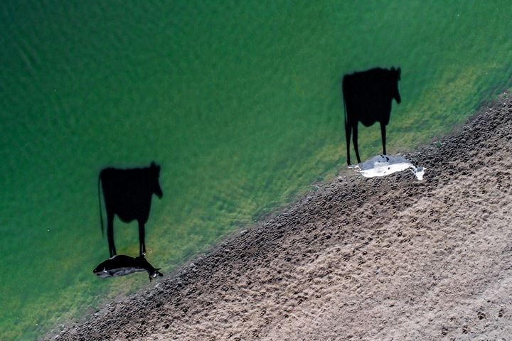 Two Moo: ảnh chụp hai con bò in bóng xuống dòng sông vào buổi sáng của tác giả LukeMaximoBell được trao giải Sáng tạo