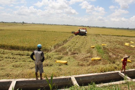 Nhiều diện tích sản xuất lúa đã được “bê tông hóa” đường dẫn nước, hỗ trợ tích cực cho việc canh tác.