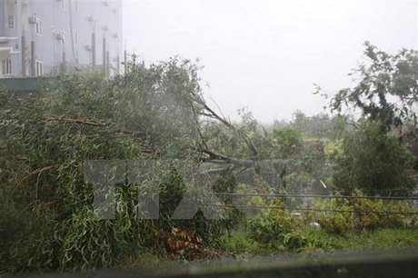 Nhiều cây xanh tại xã Kỳ Trinh, thị xã Kỳ anh bị đổ. (Ảnh: Phan Quân/TTXVN)