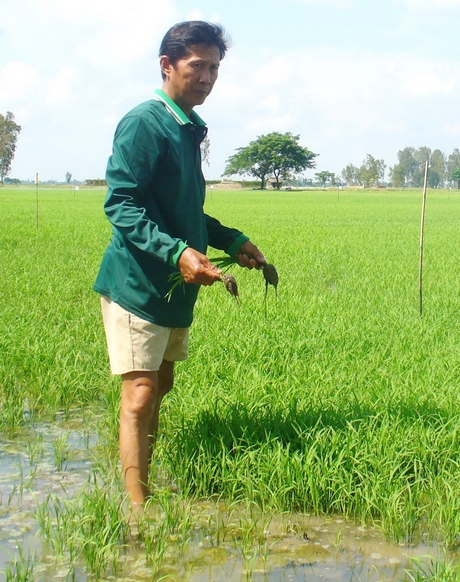 Sản xuất lúa ở ĐBSCL phụ thuộc rất nhiều vào nguồn nước và lượng phù sa từ các dòng sông Cửu Long 