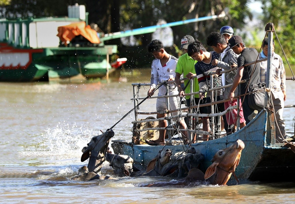 Thương lái Campuchia đưa bò bơi qua kênh Vĩnh Tế (kênh tiếp giáp giữa Việt Nam và Campuchia) sang chợ bò tại Việt Nam để bán - Ảnh: HỮU KHOA