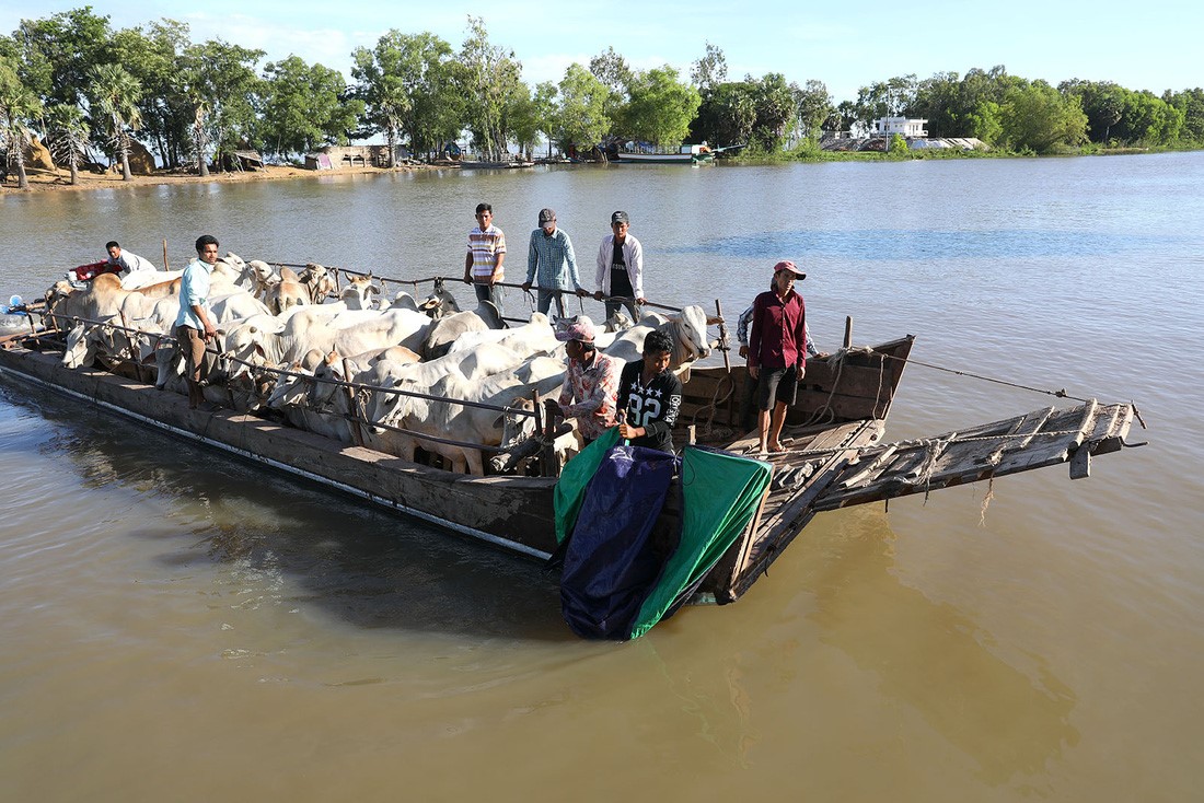 Chiếc ghe chở bò từ Campuchia sang Việt Nam qua đường biên giới trên kênh Vĩnh Tế (kênh tiếp giáp giữa hai nước) - Ảnh: HỮU KHOA