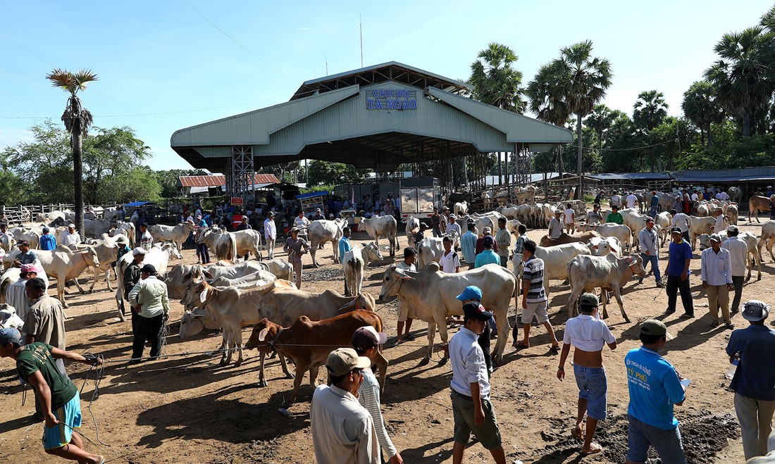Chợ bò bắt đầu nhộn nhịp từ sáng sớm - Ảnh: HỮU KHOA