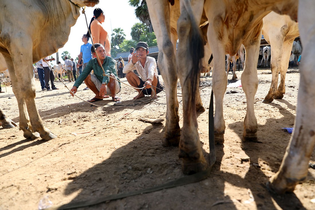 Người dân ở huyện Tịnh Biên, An Giang cũng đưa bò đến chợ bán - Ảnh: HỮU KHOA