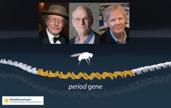 Chân dung bộ ba nhà khoa học người Mỹ gồm Jeffrey C.Hall, Michael Rosbash và Michael W.Young đoạt giải Nobel Y học năm 2017