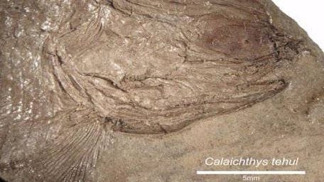 Hóa thạch loài cá được phát hiện tại khu vực Nam Mỹ. Ảnh: girabsas.com