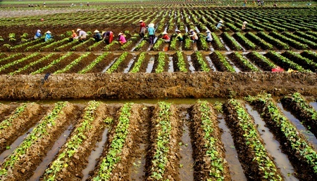 Vùng đất Mỹ Thuận xảy ra vụ thảm sát trước Chiến dịch Mậu Thân, ngày nay là vùng đất phát triển nhiều loại rau màu chuyên canh của huyện.Ảnh: NGỌC TRẢNG