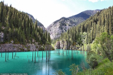 Rừng cây vân sam mọc ngược dưới lòng hồ Kaindy ở Kazakhstan khiến nhiều người kinh ngạc và tò mò. Theo các chuyên gia, hồ Kaindy được hình thành từ một vụ sạt lở sau trận động đất dữ dội năm 1911. Thảm họa thiên nhiên này đã phá hủy hơn 700 ngôi nhà.