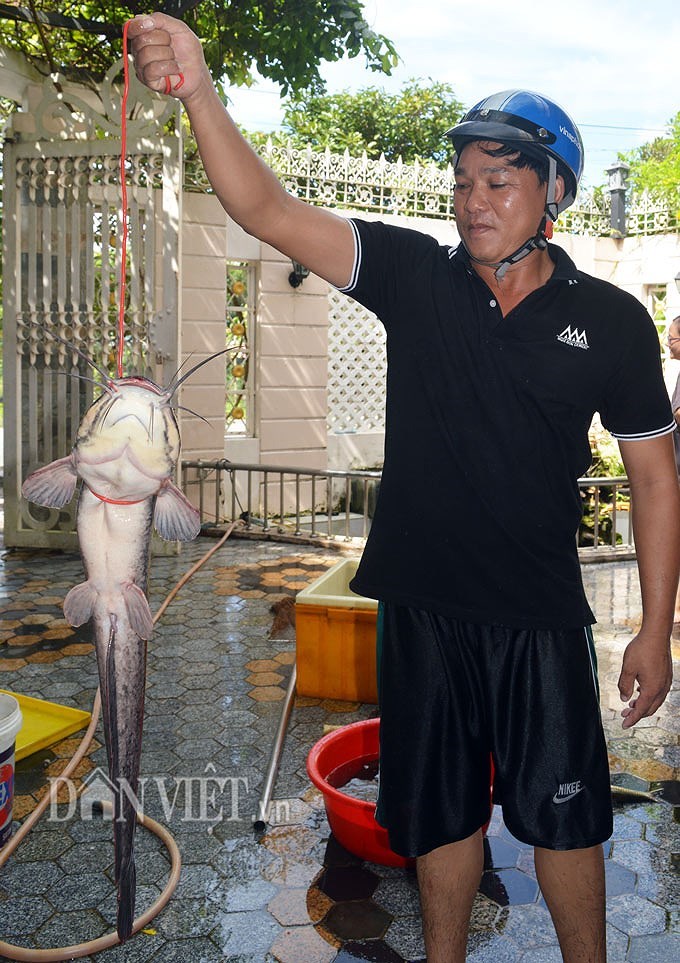 Con cá trê dài gần 1m, nặng khoảng 5kg (Nguồn: Chúc Ly/Dân Việt)