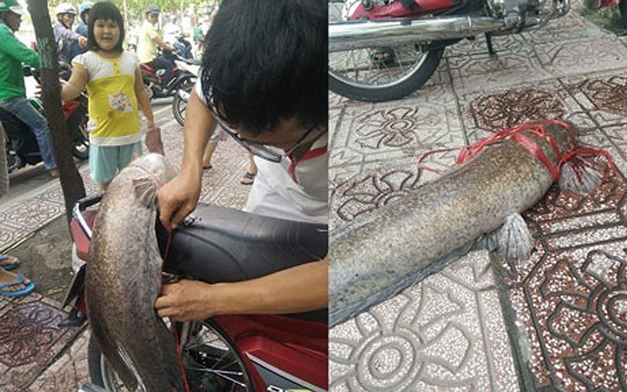 Ngày 7/8/2017, người đàn ông ở Sài Gòn câu được cá trê 'khủng' trên kênh Nhiêu Lộc – Thị Nghè, đường Trường Sa (quận Phú Nhuận).(Nguồn: Vietnamnet)