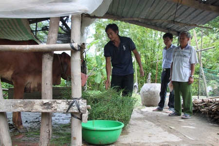 Không chỉ được hỗ trợ bò giống, anh Thạch Bình và các hộ khác còn được tập huấn kỹ thuật chăn nuôi bò sinh sản.