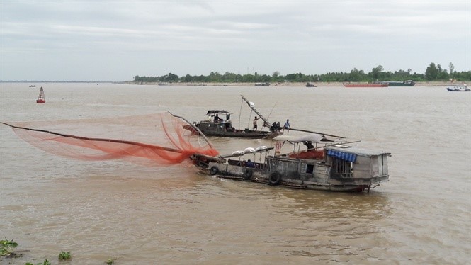 Đẩy lưới đánh bắt cá linh trên sông tiền ngay khu vực TX Tân Châu sáng 29/11/2017